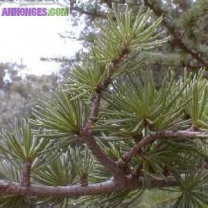 Huile  essentielle Cèdre de l'himalaya    100 ml﻿