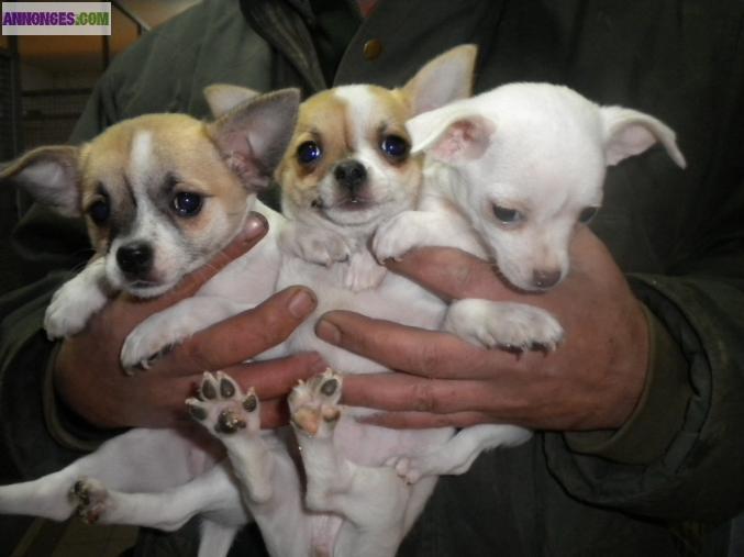Chiots type chihuahua mini