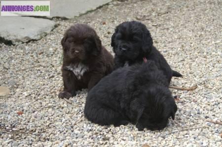 Chiots type terre neuve noir et marron