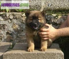 Chiots eurasier L.O.F