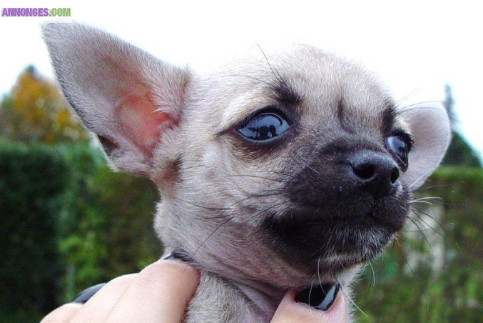 Vends pure race chiot Chihuahua.