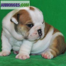 Magnifiques chiots Bouledogue Anglais