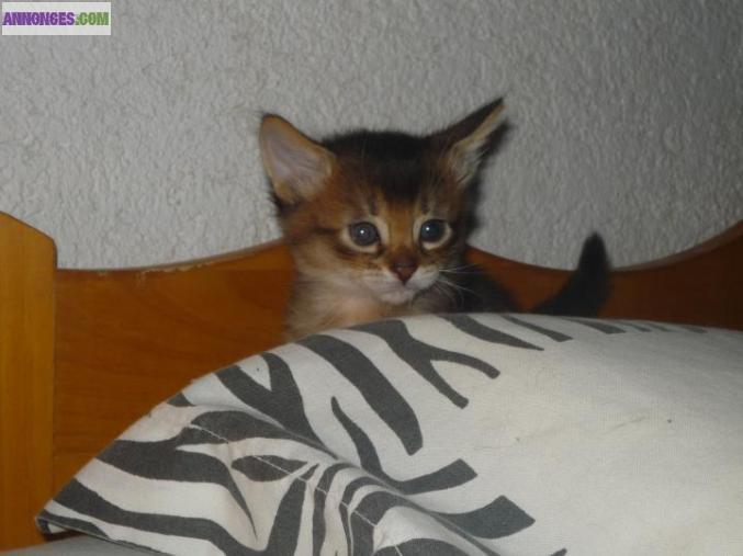 Chaton Somali LOOF à réserver