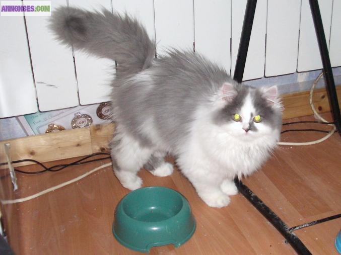 Type male persan non loof