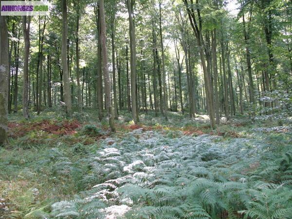 RECHERC HE COUPE DE BOIS DE CHAUFFAGE