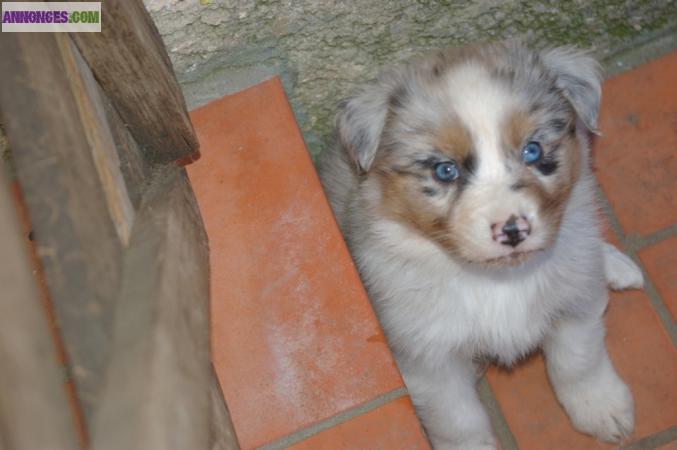 CHIOTS BERGER AUSTRALIEN