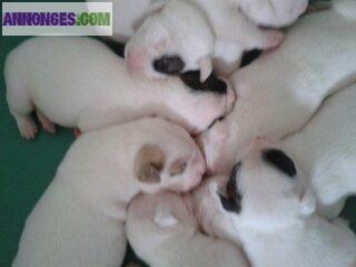 Chiots Bouledogue Américain