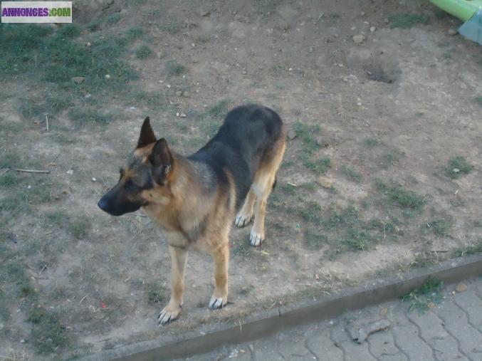 Berger allemand male