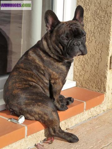 SAILLIE BOULEDOGUES FRANCAIS