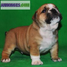 Magnifiques chiots Bouledogue Anglais