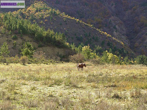 Vente Bergerie en Provence