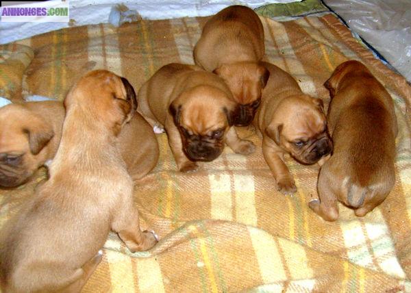  chiot type boxer