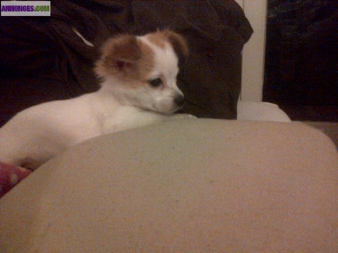 Chiot type chihuahua