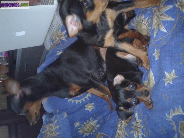 à vender pinscher nain noir et feu non LOF