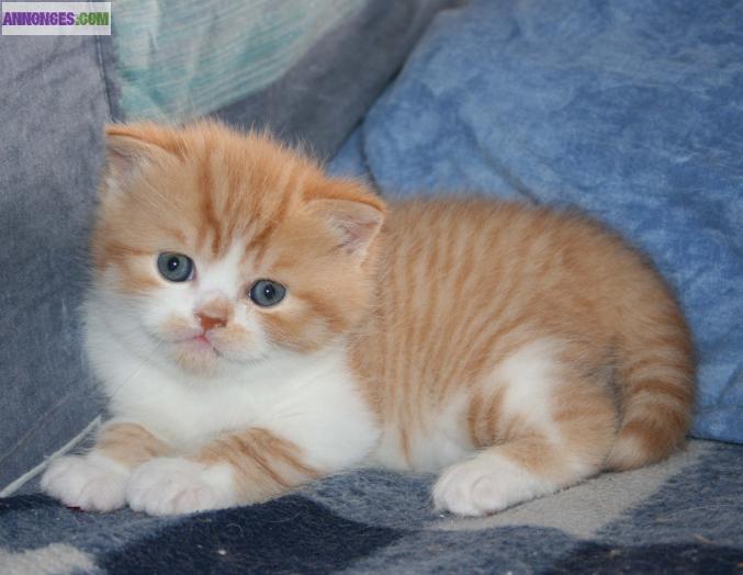 Chaton British/Scottish