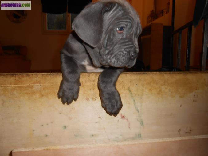 Chiots  matin de naples non lof