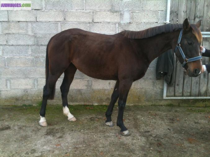 Jument 4 ans