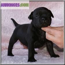 Staffordshire Bull terrier - chiots à réserver