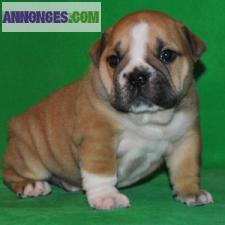 Magnifiques chiots Bouledogue Anglais