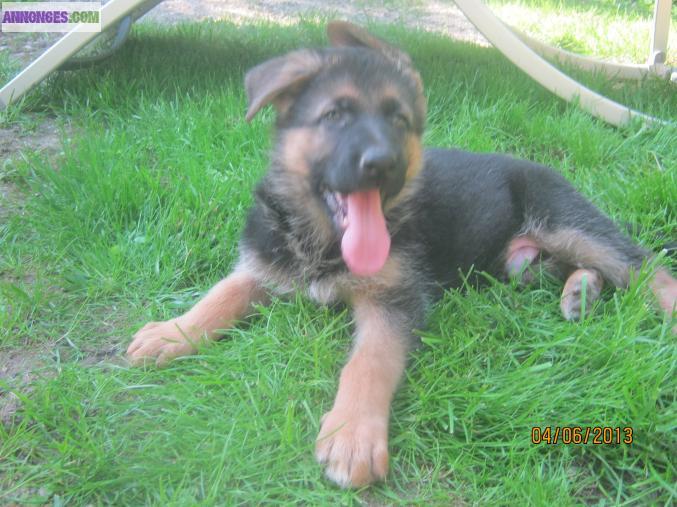 CHIOTS BERGERS ALLEMAND INSCRITS AU L.O.F