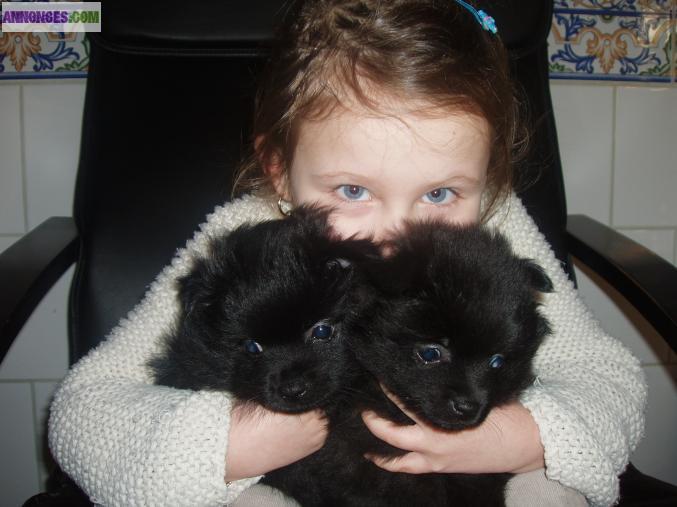 Petit chien  spitz allemend