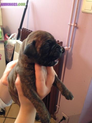 Chiot boxer