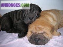 A réserver chiots sharpei shar pei LOF