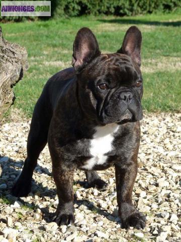 SAILLIE BOULEDOGUES FRANCAIS