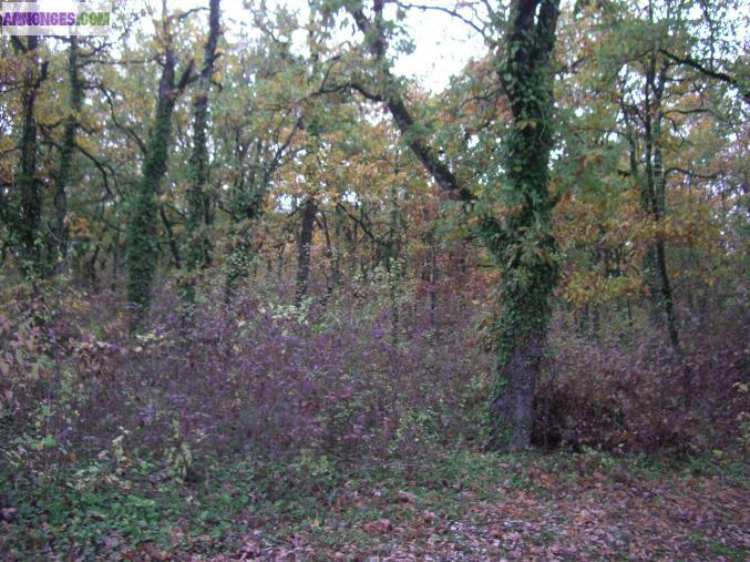 Terrain 2250 M2 avec Cu