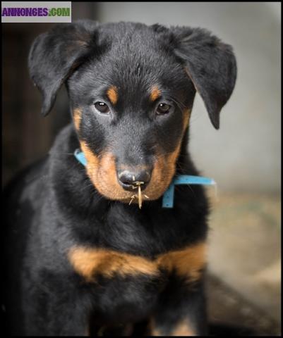 Chiot Beauceron LOF