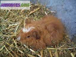 Cochon d'inde de race