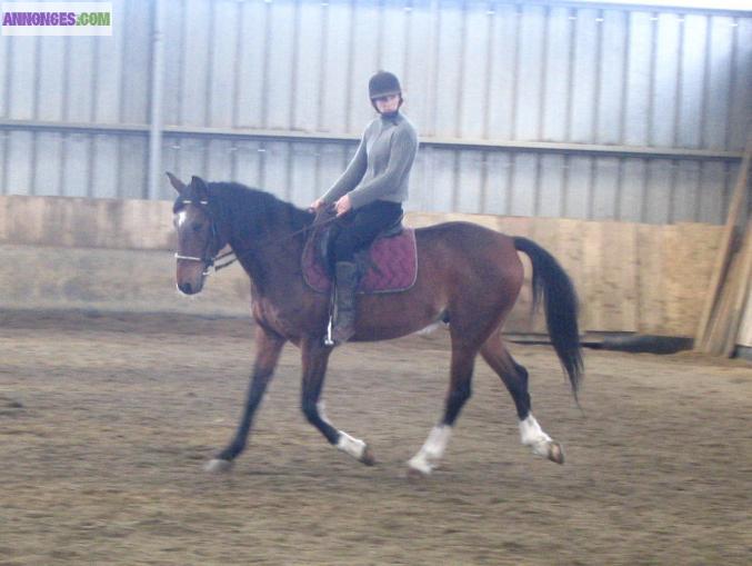 Cherche cavalier pour une demi-pension