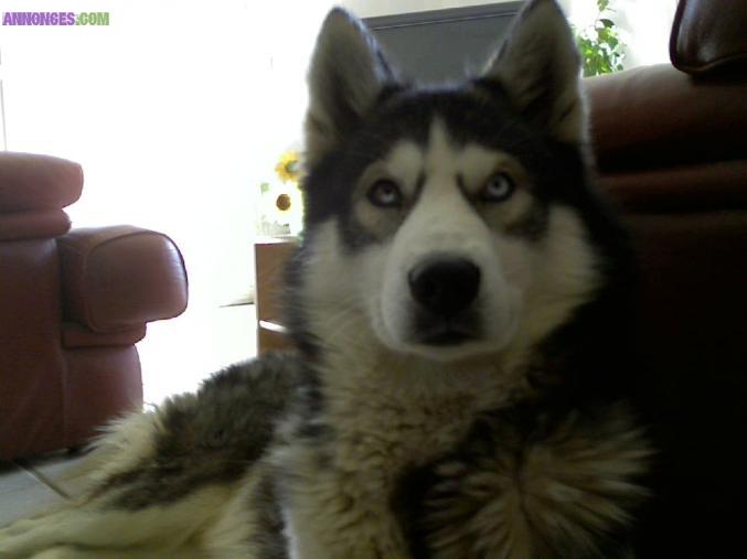 Male Husky pour saillie