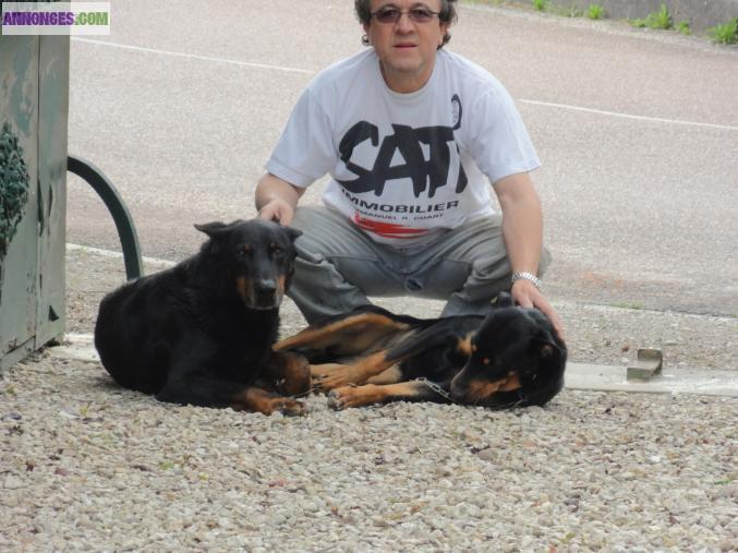 BEBES  B  BEBES BEAUCERONS  à NAITRE A  NAITRE