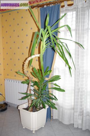 YUCCA D'INTERIEUR 2  m
