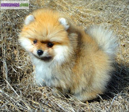 Deux adorables chiots Type Spiz Nain A Reserver.