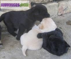 Chiots chow chow lof   a reserver