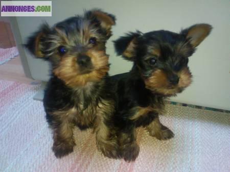 Chiot croisé de yorkshire et pinscher