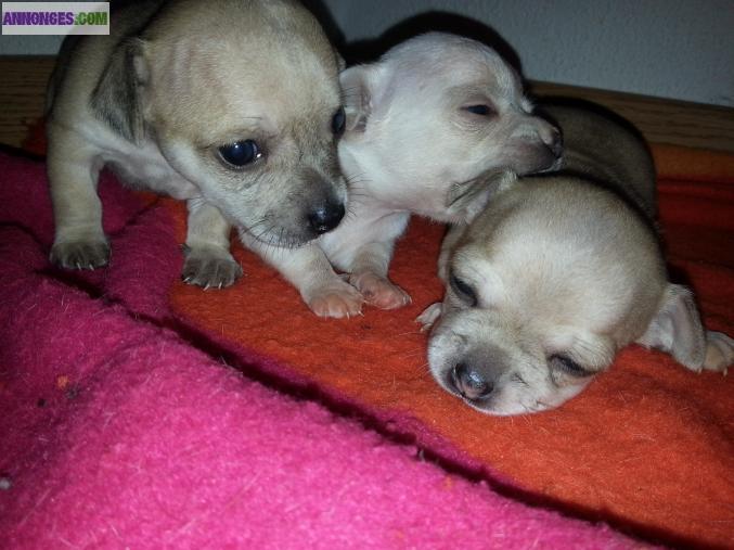 Chiots type chihuahua