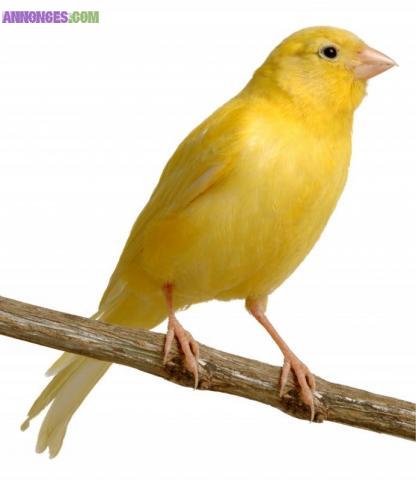 Garde rongeurs  et oiseaux