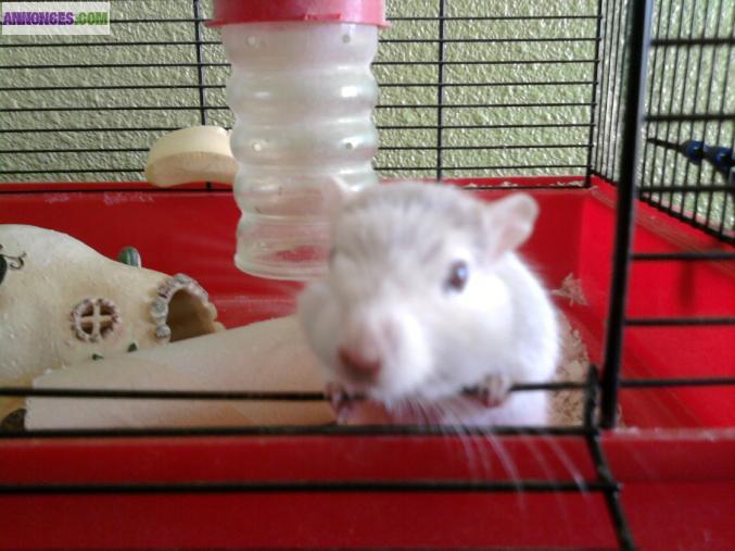 Garde de vos animaux