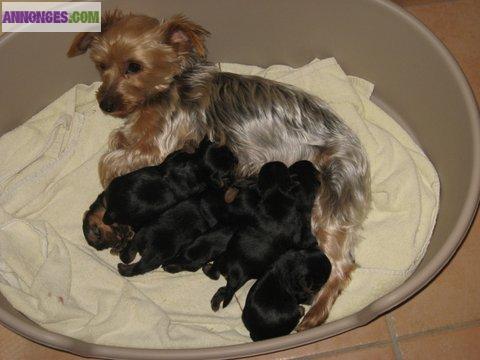 A réserver chiots type yorkshire