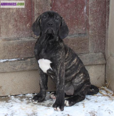 Chiots Fila Brasileiro LOF