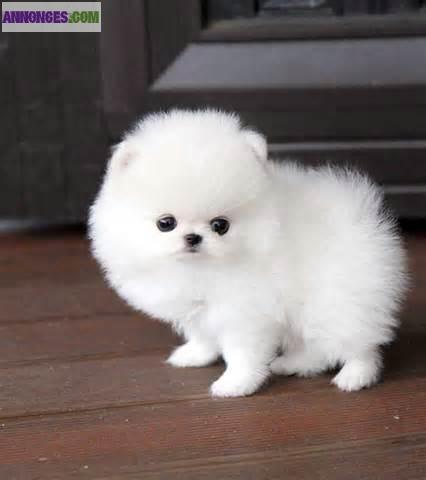 chiots spitz pomeranian miniature (theacup) 