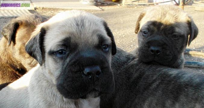 Neuf splendide,vigoureux Bullmastiff chiots, LOF