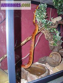 Serpent elaphe guttata+accessoire