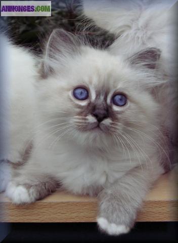 Superbe Chaton Sacré de Birmanie