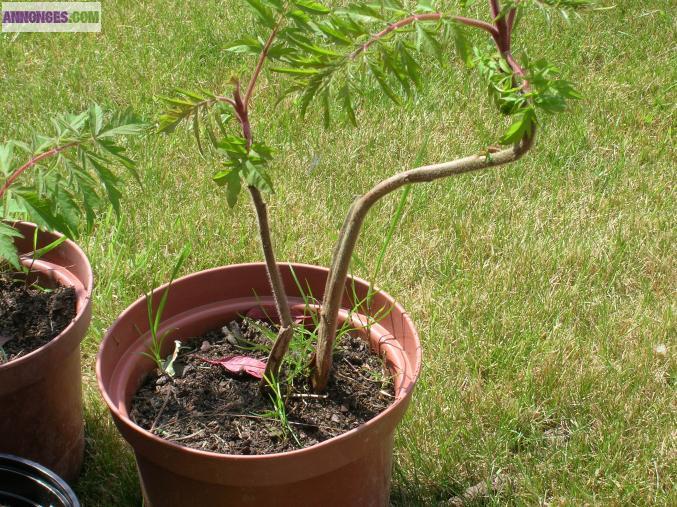 ******Magnifique sumac à petit prix*****