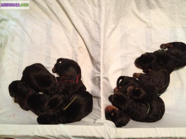 A reserver chiots beauceron