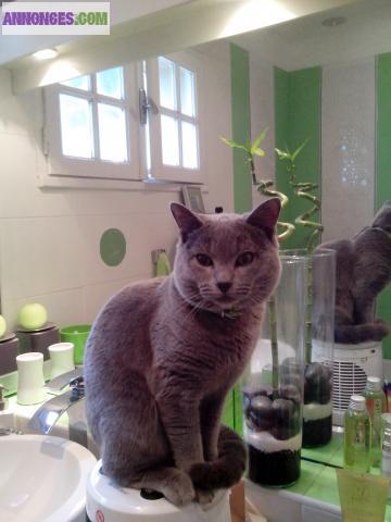 Saillie Chartreux pure race